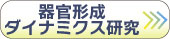 器官形成ダイナミクス研究